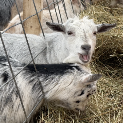 Klarhet goats